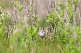 A saltmarsh sparrow in the brush